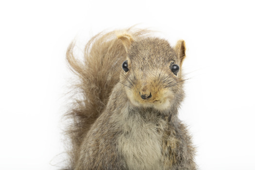 Squirrel standing on a wooden platform and holding a small pinecone with a paper tag tied to one arm.