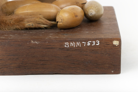 Squirrel standing on a wooden platform clutching an acorn in its hands. Acorns are also located on the platform and a paper tag hands from the specimen's arm.
