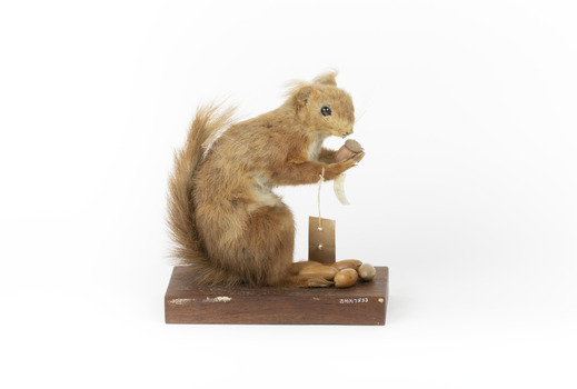 Squirrel standing on a wooden platform clutching an acorn in its hands. Acorns are also located on the platform and a paper tag hands from the specimen's arm.