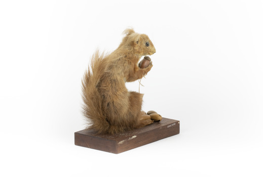 Squirrel standing on a wooden platform clutching an acorn in its hands. Acorns are also located on the platform and a paper tag hands from the specimen's arm.