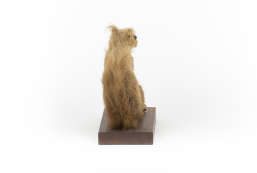 Squirrel standing on a wooden platform clutching an acorn in its hands. Acorns are also located on the platform and a paper tag hands from the specimen's arm.