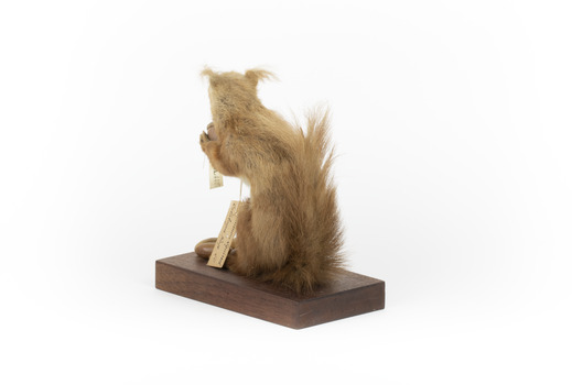 Squirrel standing on a wooden platform clutching an acorn in its hands. Acorns are also located on the platform and a paper tag hands from the specimen's arm.
