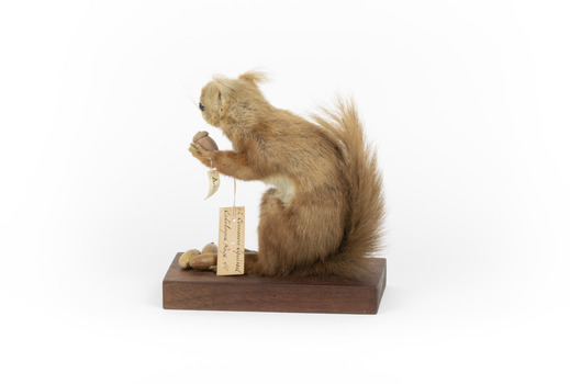 Squirrel standing on a wooden platform clutching an acorn in its hands. Acorns are also located on the platform and a paper tag hands from the specimen's arm.