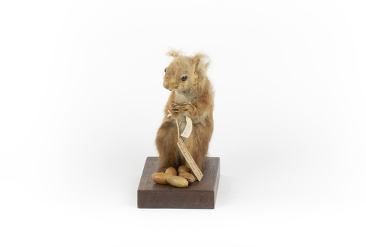 Squirrel standing on a wooden platform clutching an acorn in its hands. Acorns are also located on the platform and a paper tag hands from the specimen's arm.