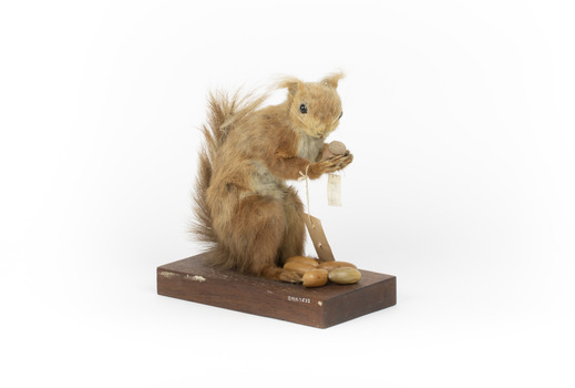 Squirrel standing on a wooden platform clutching an acorn in its hands. Acorns are also located on the platform and a paper tag hands from the specimen's arm.