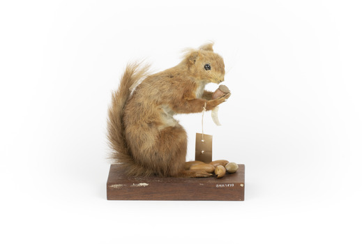 Squirrel standing on a wooden platform clutching an acorn in its hands. Acorns are also located on the platform and a paper tag hands from the specimen's arm.