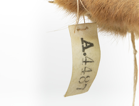 Squirrel standing on a wooden platform clutching an acorn in its hands. Acorns are also located on the platform and a paper tag hands from the specimen's arm.