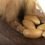 Squirrel standing on a wooden platform clutching an acorn in its hands. Acorns are also located on the platform and a paper tag hands from the specimen's arm.