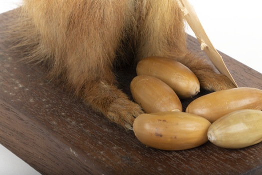 Squirrel standing on a wooden platform clutching an acorn in its hands. Acorns are also located on the platform and a paper tag hands from the specimen's arm.