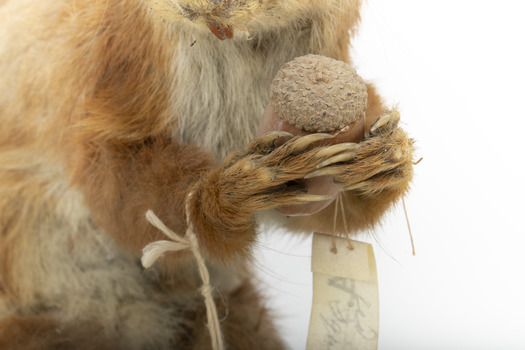 Squirrel standing on a wooden platform clutching an acorn in its hands. Acorns are also located on the platform and a paper tag hands from the specimen's arm.