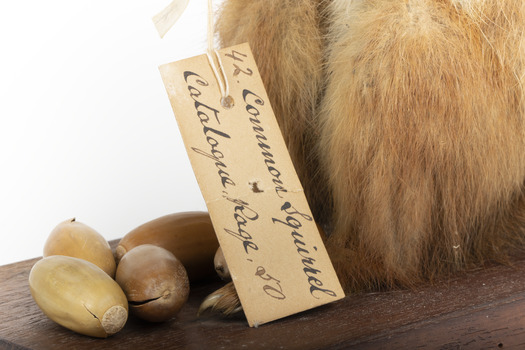 Squirrel standing on a wooden platform clutching an acorn in its hands. Acorns are also located on the platform and a paper tag hands from the specimen's arm.