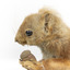 Squirrel standing on a wooden platform clutching an acorn in its hands. Acorns are also located on the platform and a paper tag hands from the specimen's arm.