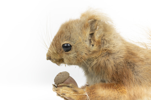 Squirrel standing on a wooden platform clutching an acorn in its hands. Acorns are also located on the platform and a paper tag hands from the specimen's arm.