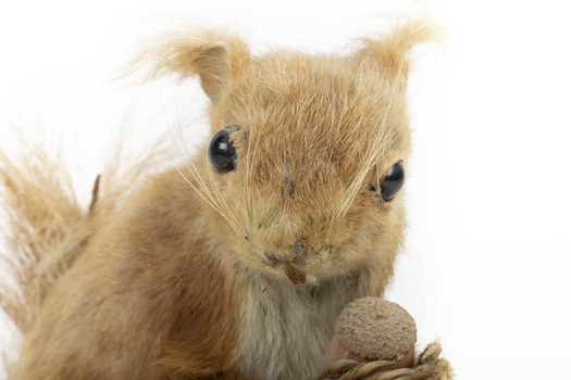 Squirrel standing on a wooden platform clutching an acorn in its hands. Acorns are also located on the platform and a paper tag hands from the specimen's arm.