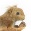Squirrel standing on a wooden platform clutching an acorn in its hands. Acorns are also located on the platform and a paper tag hands from the specimen's arm.