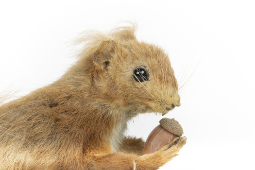 Squirrel standing on a wooden platform clutching an acorn in its hands. Acorns are also located on the platform and a paper tag hands from the specimen's arm.