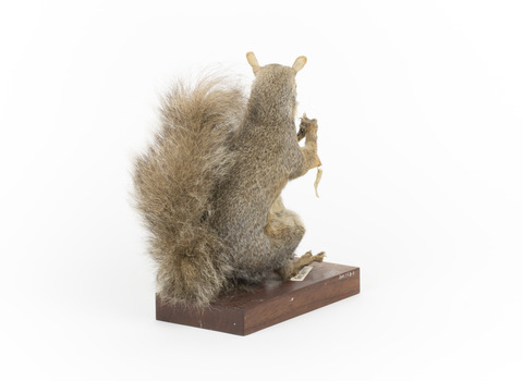 Grey Squirrel standing on a wooden platform facing front and looking right.