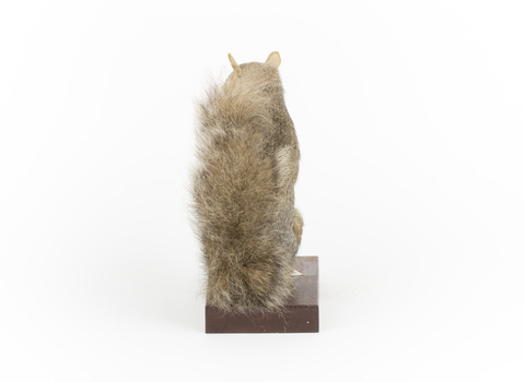 Grey Squirrel standing on a wooden platform facing front and looking right.