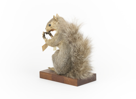 Grey Squirrel standing on a wooden platform facing front and looking right.