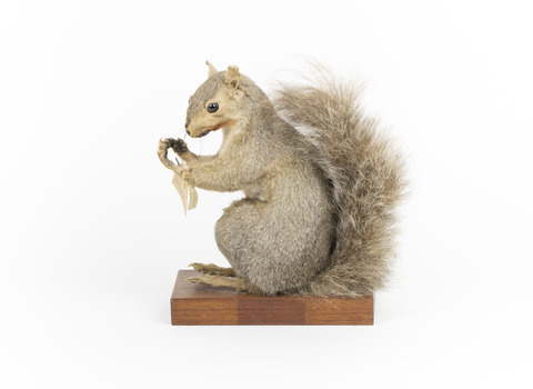 Grey Squirrel standing on a wooden platform facing front and looking right.