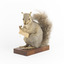 Grey Squirrel standing on a wooden platform facing front and looking right.