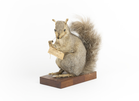 Grey Squirrel standing on a wooden platform facing front and looking right.