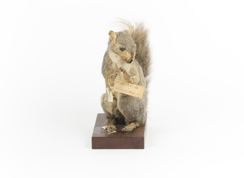 Grey Squirrel standing on a wooden platform facing front and looking right.