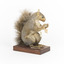 Grey Squirrel standing on a wooden platform facing front and looking right.