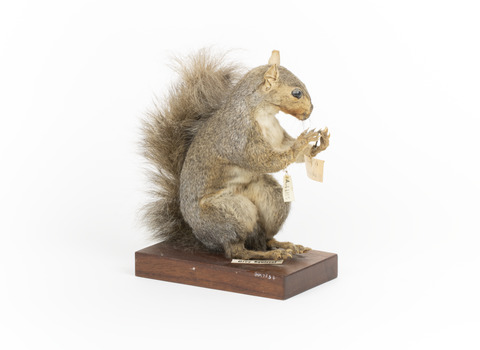 Grey Squirrel standing on a wooden platform facing front and looking right.