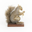 Grey Squirrel standing on a wooden platform facing front and looking right.