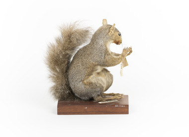 Grey Squirrel standing on a wooden platform facing front and looking right.