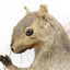 Grey Squirrel standing on a wooden platform facing front and looking right.