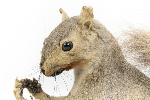 Grey Squirrel standing on a wooden platform facing front and looking right.