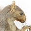 Grey Squirrel standing on a wooden platform facing front and looking right.