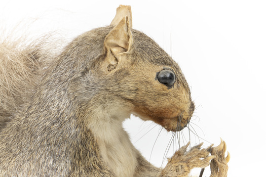Grey Squirrel standing on a wooden platform facing front and looking right.