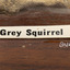 Grey Squirrel standing on a wooden platform facing front and looking right.