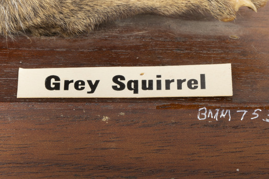 Grey Squirrel standing on a wooden platform facing front and looking right.
