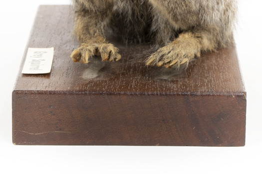 Grey Squirrel standing on a wooden platform facing front and looking right.