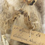 Grey Squirrel standing on a wooden platform facing front and looking right.
