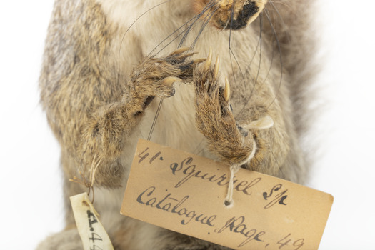 Grey Squirrel standing on a wooden platform facing front and looking right.