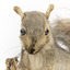 Grey Squirrel standing on a wooden platform facing front and looking right.