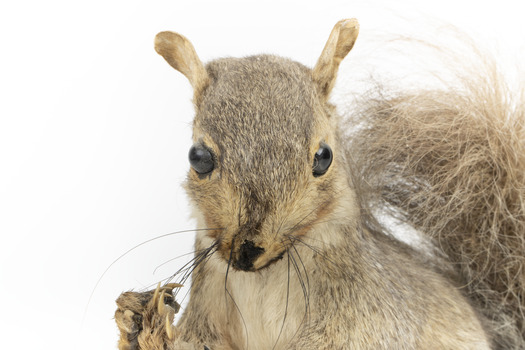 Grey Squirrel standing on a wooden platform facing front and looking right.