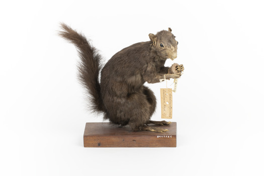Carolina Squirrel standing on a wooden platform facing front and looking right