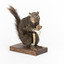 Carolina Squirrel standing on a wooden platform facing front and looking right