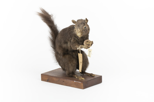 Carolina Squirrel standing on a wooden platform facing front and looking right