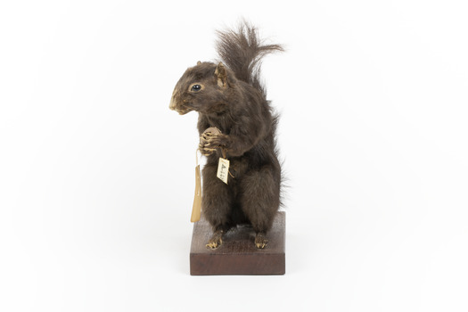 Carolina Squirrel standing on a wooden platform facing front and looking right