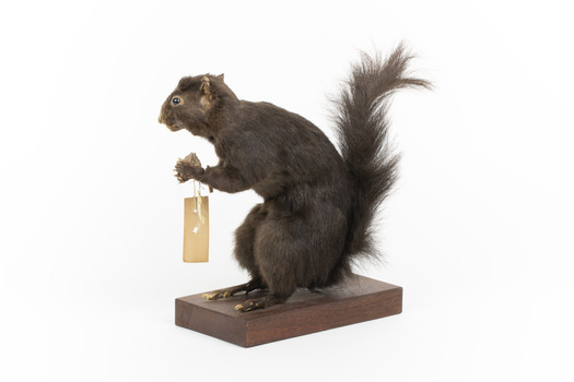 Carolina Squirrel standing on a wooden platform facing front and looking right