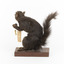Carolina Squirrel standing on a wooden platform facing front and looking right