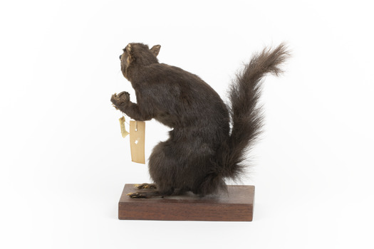 Carolina Squirrel standing on a wooden platform facing front and looking right
