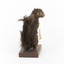 Carolina Squirrel standing on a wooden platform facing front and looking right